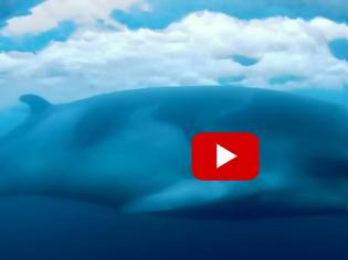 Φωτογραφία για Μαγευτικό βίντεο μιας ρυγχοφάλαινας κάτω από τους πάγους της Ανταρκτικής! [video]