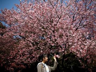 Φωτογραφία για Οι κερασιές ανθίζουν και η Ιαπωνία καλωσορίζει την άνοιξη