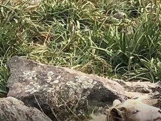 Φωτογραφία για Λήμνος: Αγριοκάτσικο παγιδεύτηκε σε σύρματα στο Κάστρο της Μύρινας, σώθηκε πριν πνιγεί [photos+video]