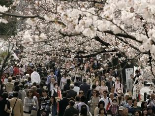 Φωτογραφία για Ιαπωνία: Το Τόκιο καλωσορίζει την άνοιξη με τις ανθισμένες κερασιές