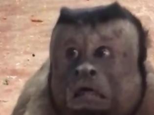 Φωτογραφία για Μαϊμού με ανθρώπινο πρόσωπο γκρέμισε το ίντερνετ [video]