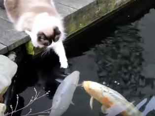 Φωτογραφία για Ο γάτος αυτός δίνει φιλάκια σε... ψάρια [video]