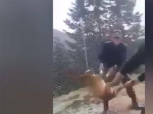 Φωτογραφία για Σε καλή κατάσταση το αδέσποτο που βασάνισαν στρατιώτες - Δικογραφία για τους δράστες