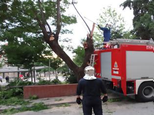 Φωτογραφία για Δέντρο «ξηλώθηκε» από τον αέρα και έπεσε πάνω σε τροχόσπιτο στη Χαλκιδική -Εγκλωβίστηκαν κάτοικοι στην Κατερίνη