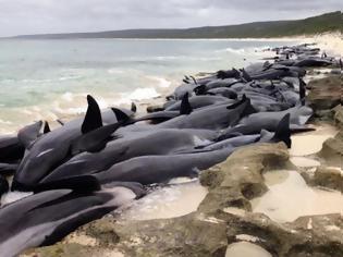 Φωτογραφία για Πάνω από 140 φάλαινες βρέθηκαν νεκρές...