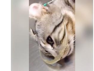 Φωτογραφία για Συγκλονιστικό: Γάτα κλαίει και δακρύζει σαν άνθρωπος καθώς λαμβάνει ιατρική βοήθεια μετά από ξυλοδαρμό [video]