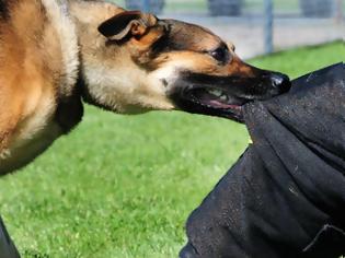Φωτογραφία για Πώς θα προστατευτείτε σε περίπτωση που ένας σκύλος σας επιτεθεί; [vid]
