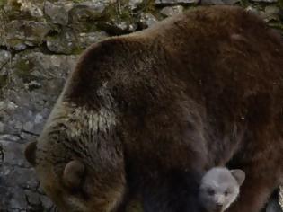 Φωτογραφία για Οι καφέ αρκούδες παρατείνουν την ανατροφή των μικρών τους για να γλιτώσουν από τους κυνηγούς