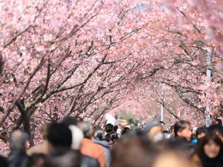 Φωτογραφία για Οι κερασιές άνθισαν, το Τόκιο γιορτάζει την Άνοιξη