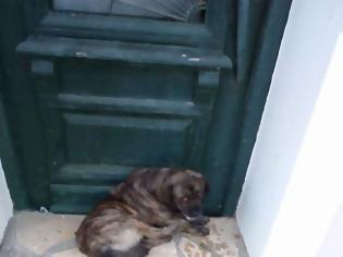 Φωτογραφία για Σώθηκαν από φόλες ασυνείδητων δύο σκυλιά στον ΑΣΤΑΚΟ