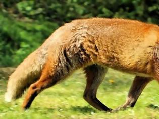 Φωτογραφία για Αιτωλοακαρνανία: Το πρόγραμμα εναέριου εμβολιασμού των κόκκινων αλεπούδων