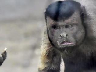 Φωτογραφία για Μαϊμού με «ανθρώπινο πρόσωπο» σαρώνει το διαδίκτυο