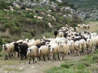Φωτογραφία για 44χρονος κατηγορείται ότι έσφαξε 100 πρόβατα στην Κρήτη