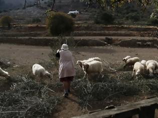 Φωτογραφία για Έπιασαν τον σφαγέα 100 προβάτων και αναζητούν δυο ακόμη