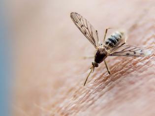 Φωτογραφία για App στο κινητό σας ειδοποιεί πότε σας πλησιάζει κουνούπι
