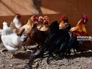 Φωτογραφία για Απίστευτο: Πράσινα αυγά γεννούν κότες σε αγρόκτημα στο Ναύπλιο (φωτο+βίντεο)