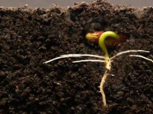 Φωτογραφία για Πώς αναπτύσσονται τα φυτά κάτω από το χώμα [video]