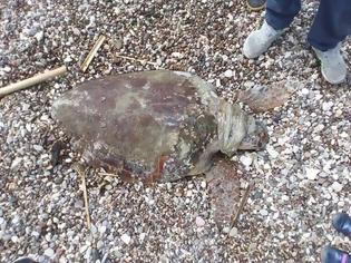 Φωτογραφία για Θαλάσσια χελώνα βρέθηκε νεκρή στην πλαζ ΑΣΤΑΚΟΥ (ΦΩΤΟ)
