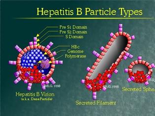 Φωτογραφία για Στοιχεία σοκ: Σχεδόν 300 εκατ. άνθρωποι έχουν ηπατίτιδα Β στον κόσμο, αλλά μόνο το 5% έχουν κάνει θεραπεία