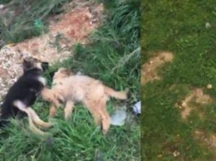 Φωτογραφία για Νέες εικόνες – σοκ από θανατώσεις σκύλων στη Βόνιτσα!
