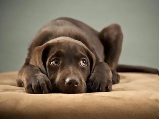 Φωτογραφία για ΠΡΟΣΟΧΗ: Ο Γολγοθάς των βεγγαλικών για τον σκύλο μας - Τι να κάνετε αν φοβάται ο τετράποδος φίλος σας