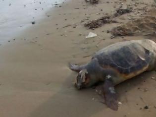 Φωτογραφία για Θαλάσσια χελώνα εντοπίστηκε νεκρή, δεμένη με σχοινί στην πλαζ του Λούρου! (ΔΕΙΤΕ ΦΩΤΟ)
