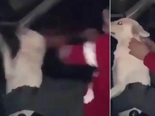Φωτογραφία για ΑΠΟΒΡΑΣΜΑ σου αξίζει το χειρότερο: Άντρας χτυπάει ανελέητα ανυπεράσπιστο σκυλάκι στο κεφάλι [video]