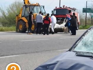 Φωτογραφία για Δύο αυτοκίνητα συγκρούστηκαν με άλογο στην Εθνική Ξάνθης-Κομοτηνής (βίντεο)