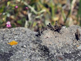 Φωτογραφία για Σμήνη από ακρίδες απειλούν τις καλλιέργειες της δυτικής Λέσβου