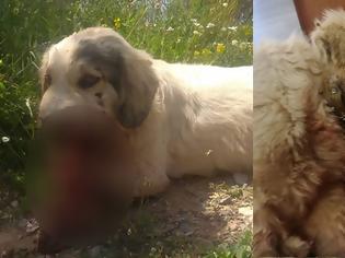Φωτογραφία για ΡΕΜΑΛΙΑ κακό χρόνο να έχετε: Νεκρός σκύλος από κροτίδες που του έβαλαν στο στόμα