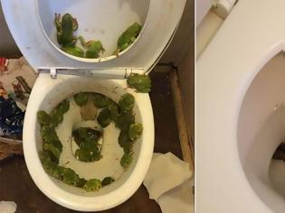Φωτογραφία για Δεν παίζει αυτά να συμβαίνουν: Σοκαριστικές φωτογραφίες δείχνουν τα τρομακτικά ευρήματα ανθρώπων στις τουαλέτε