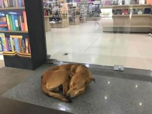 Φωτογραφία για Αδέσποτος σκύλος προκαλεί συγκίνηση με το βιβλίο που έκλεψε και αλλάζει τη ζωή του