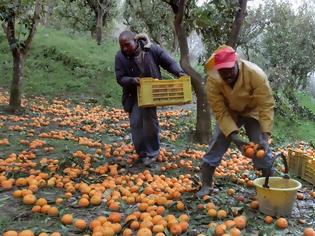 Φωτογραφία για Ιταλία: Τα πορτοκάλια της μαφίας
