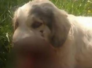 Φωτογραφία για Φρίκη στην Καλαμάτα: Σκότωσαν σκύλο με κροτίδες που του έβαλαν στο στόμα [photo]