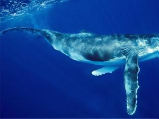 Φωτογραφία για Γιατί οι φάλαινες τραγουδούν περισσότερο τις παγωμένες νύχτες του Ιανουαρίου;