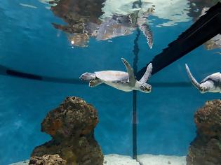 Φωτογραφία για Εντυπωσιακό! Θαλάσσιες χελώνες που ξέρουν από … πολεμικές τέχνες!