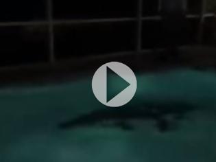 Φωτογραφία για ΗΠΑ: Αλιγάτορας «βούτηξε» σε πισίνα σπιτιού και προκάλεσε πανικό! [video]
