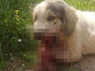 Φωτογραφία για Fake news ο τραυματισμός σκύλου από κροτίδες - Επεσε θύμα τροχαίου