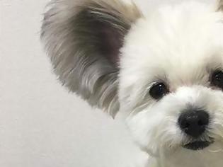 Φωτογραφία για Το απίστευτο σκυλί με τα αυτιά... Μίκυ Μάους