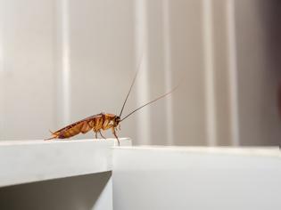 Φωτογραφία για Έτσι θα απαλλαγείτε με φυσικό τρόπο από τις κατσαρίδες!