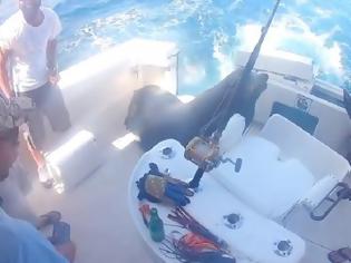 Φωτογραφία για Είδε φως και μπήκε: Φώκια ανεβαίνει σε σκάφος για μερικές λιχουδιές (Video)