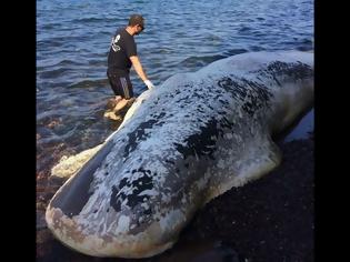 Φωτογραφία για Εικόνες - σοκ στη Σαντορίνη: Φάλαινα εννέα μέτρων ξεβράστηκε σε παραλία! (ΦΩΤΟ & ΒΙΝΤΕΟ)