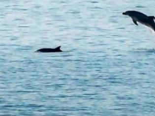 Φωτογραφία για Απίστευτο θέαμα για τους Πατρινούς! Το παιχνίδι των δελφινιών που τους ξετρέλανε!