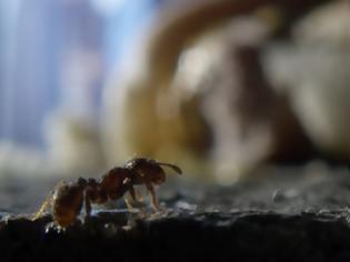 Φωτογραφία για Μυρμήγκια καθαρίζουν τους δρόμους της Νέας Υόρκης τρώγοντας ό,τι πετούν κάτω οι περαστικοί!