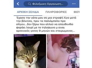 Φωτογραφία για Λευκαδίτισσα έχασε τον γάτο της στα ΠΑΛΙΑΜΠΕΛΑ Βόνιτσας