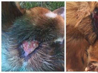 Φωτογραφία για Τα τσογλάνια χτύπησαν αλύπητα  με σφυρί στο κεφάλι αυτό το καημένο αδέσποτο σκυλάκι