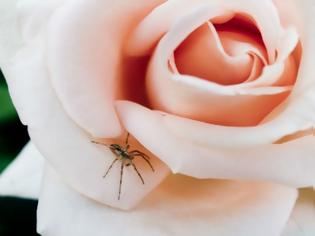 Φωτογραφία για Υπόθεση αράχνες: Αυτά είναι τα σημεία που αγαπούν αλλά ξεχνάτε να καθαρίσετε