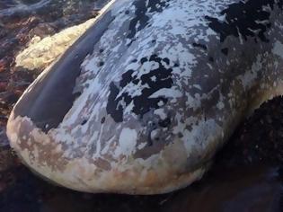 Φωτογραφία για Σαντορίνη: Ολοκληρώθηκε με επιτυχία η περισυλλογή της νεκρής φάλαινας – Φωτογραφίες