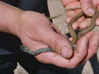 Φωτογραφία για Ναύπλιο: Αυτό είναι το πιο γρήγορο φίδι στην Ελλάδα  (Video)