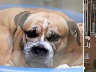 Φωτογραφία για Σκύλος σκότωσε τους ιδιοκτήτες του και χιλιάδες άνθρωποι δεν θέλουν να θανατωθεί
